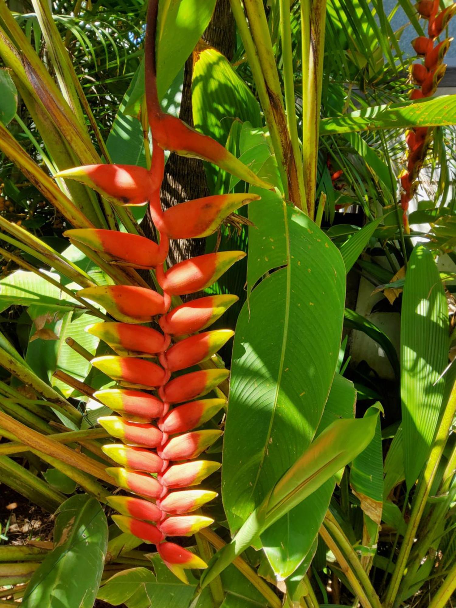 Beaute Tropicale Villa Saint Pierre Exterior photo